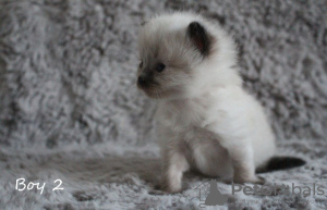 Photo №1. ragdoll - for sale in the city of Uppsala | 423$ | Announcement № 97547