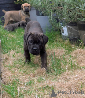 Photo №3. Nuttede Cane Corso hvalpe søger et kærligt hjem for altid. Denmark