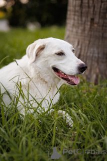 Photo №3. The wonderful dog Belyash is looking for a family.. Russian Federation