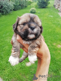 Photo №2 to announcement № 71252 for the sale of shih tzu - buy in Latvia private announcement, from nursery, breeder