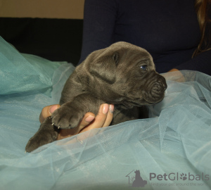 Photo №1. cane corso - for sale in the city of Tolyatti | 608$ | Announcement № 8314