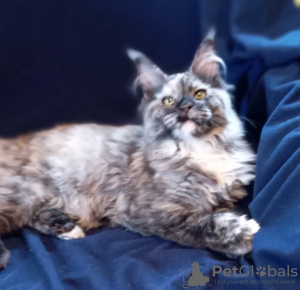 Photo №3. Maine Coon Polydact. Russian Federation