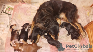 Photo №2 to announcement № 98491 for the sale of russian spaniel - buy in Russian Federation private announcement
