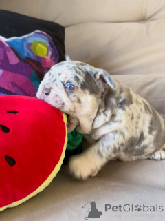 Photo №2 to announcement № 174879 for the sale of french bulldog - buy in France private announcement