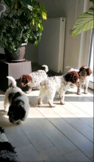 Photo №2 to announcement № 71827 for the sale of lagotto romagnolo - buy in Serbia 