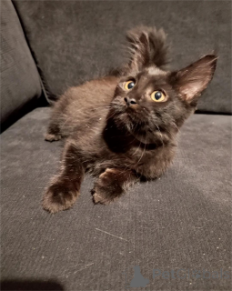 Photo №1. maine coon - for sale in the city of Böbingen | 361$ | Announcement № 154591