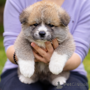 Photo №3. Akita Inu 6-Month-Old Female, FCI, Champion Bloodline. Serbia