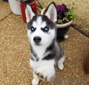 Photo №1. siberian husky - for sale in the city of Гамбург | 158$ | Announcement № 124483