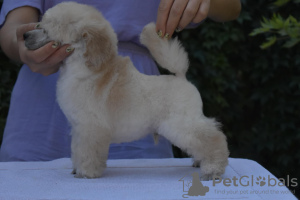 Additional photos: Miniature white Poodles