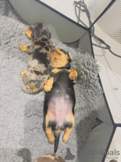 Photo №4. I will sell dachshund in the city of Bönningstedt. private announcement - price - 659$