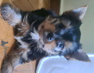 Additional photos: Yorkshire Terrier is looking for a family