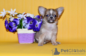 Photo №1. chihuahua - for sale in the city of Москва | 765$ | Announcement № 7873