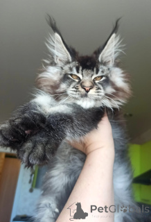 Photo №4. I will sell maine coon in the city of Moskova. from nursery, breeder - price - 812$