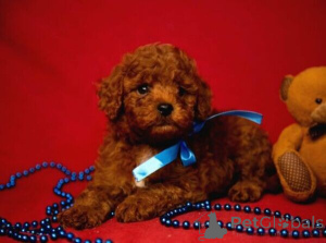 Photo №1. poodle (toy) - for sale in the city of Amstetten | negotiated | Announcement № 169301