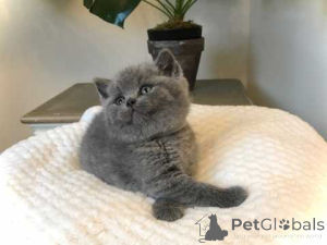 Photo №2 to announcement № 160269 for the sale of british shorthair - buy in Germany 
