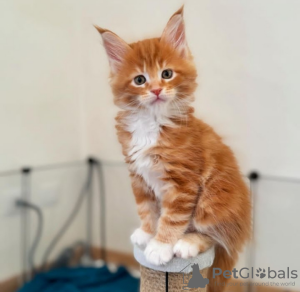 Photo №4. I will sell maine coon in the city of Engelberg. private announcement - price - 423$