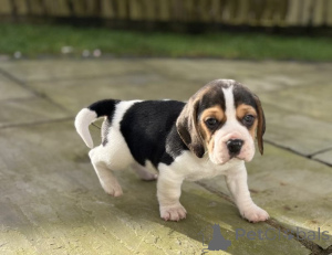 Photo №2 to announcement № 138374 for the sale of  - buy in Australia 