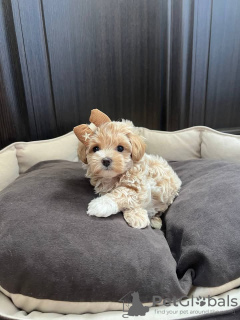 Photo №3. Zwergpudelwelpen. Switzerland