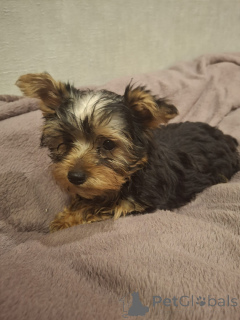 Photo №4. I will sell beaver yorkshire terrier, yorkshire terrier in the city of Helsinki. private announcement, from nursery, breeder - price - 723$
