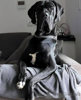 Photo №2 to announcement № 159491 for the sale of great dane - buy in Serbia 