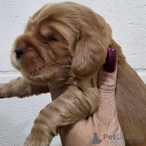 Photo №2 to announcement № 162437 for the sale of english cocker spaniel - buy in Finland private announcement