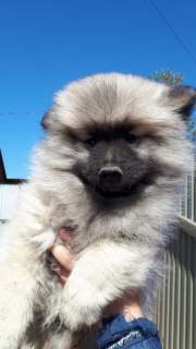 Photo №1. german spitz - for sale in the city of Ulan-Ude | 547$ | Announcement № 2981