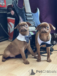 Photo №2 to announcement № 148226 for the sale of brussels griffon - buy in Serbia breeder