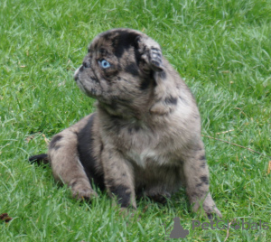 Additional photos: Pug girl with blue eyes looking for a home