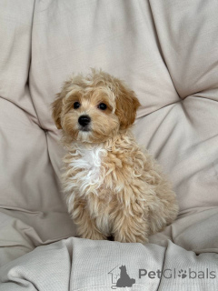 Photo №3. they're lovely and very respectful. Germany