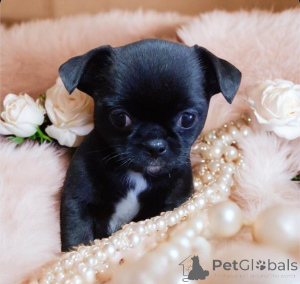 Photo №2 to announcement № 165970 for the sale of chihuahua - buy in Ukraine from nursery, breeder