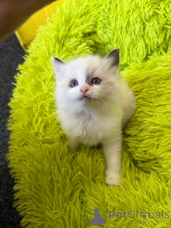 Photo №1. ragdoll - for sale in the city of Denver | 230$ | Announcement № 152374