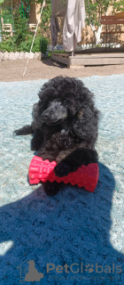 Photo №2 to announcement № 110368 for the sale of poodle (dwarf) - buy in Russian Federation private announcement