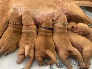 Photo №1. labrador retriever - for sale in the city of Warsaw | 528$ | Announcement № 54461