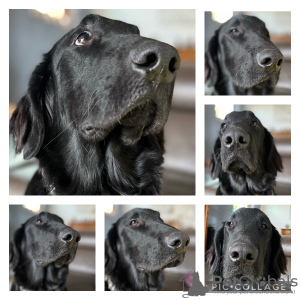 Photo №1. flat-coated retriever - for sale in the city of Ham-sous-Varsberg | 1057$ | Announcement № 127188