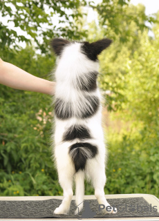 Photo №2 to announcement № 7360 for the sale of papillon dog - buy in Russian Federation breeder
