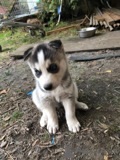 Photo №2 to announcement № 81670 for the sale of siberian husky - buy in Germany private announcement, from nursery