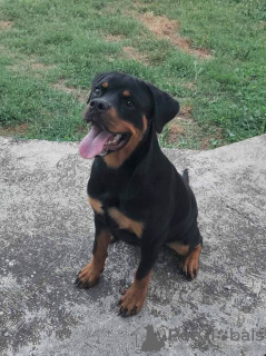 Photo №3. Rottweiler puppy. Serbia