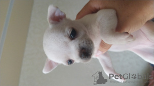 Photo №1. chihuahua - for sale in the city of Minsk | 180$ | Announcement № 20938