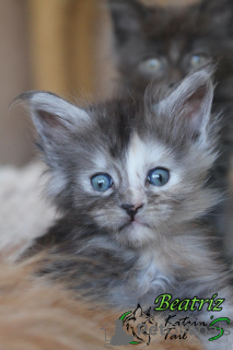 Photo №1. maine coon - for sale in the city of St. Petersburg | 42264$ | Announcement № 42989