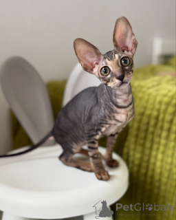 Photo №1. cornish rex - for sale in the city of Region Hannover | negotiated | Announcement № 164282