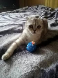 Photo №2 to announcement № 1295 for the sale of scottish fold - buy in Russian Federation private announcement