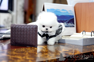 Photo №1. pomeranian - for sale in the city of Erkelenz | 425$ | Announcement № 99128