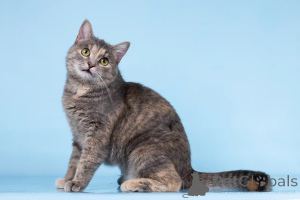 Photo №1.  - for sale in the city of Khimki | Is free | Announcement № 164500