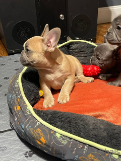 Photo №3.  AXEL Adorable Solid Blue Male Frenchie!!! Very lively, spirited puppy. He is 8. France