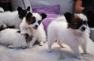 Photo №1. papillon dog - for sale in the city of Berlin | Is free | Announcement № 126986