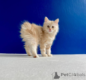 Photo №2 to announcement № 11665 for the sale of kurilen bobtail - buy in Ukraine from nursery