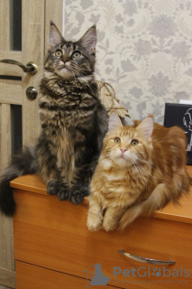 Photo №3. Maine Coon girls with pedigree. Russian Federation