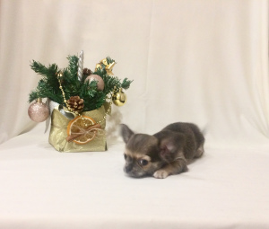 Photo №4. I will sell chihuahua in the city of Moscow. breeder - price - 726$