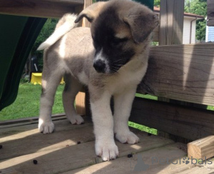 Photo №1. akita - for sale in the city of Bremen | 774$ | Announcement № 160475