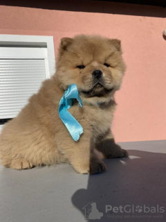 Photo №4. I will sell chow chow in the city of Temerin. breeder - price - negotiated